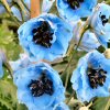 Delphinium Elatum Moonlight Blues
